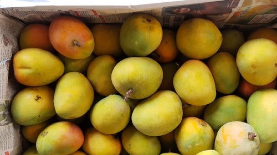 arouraios-image-mango