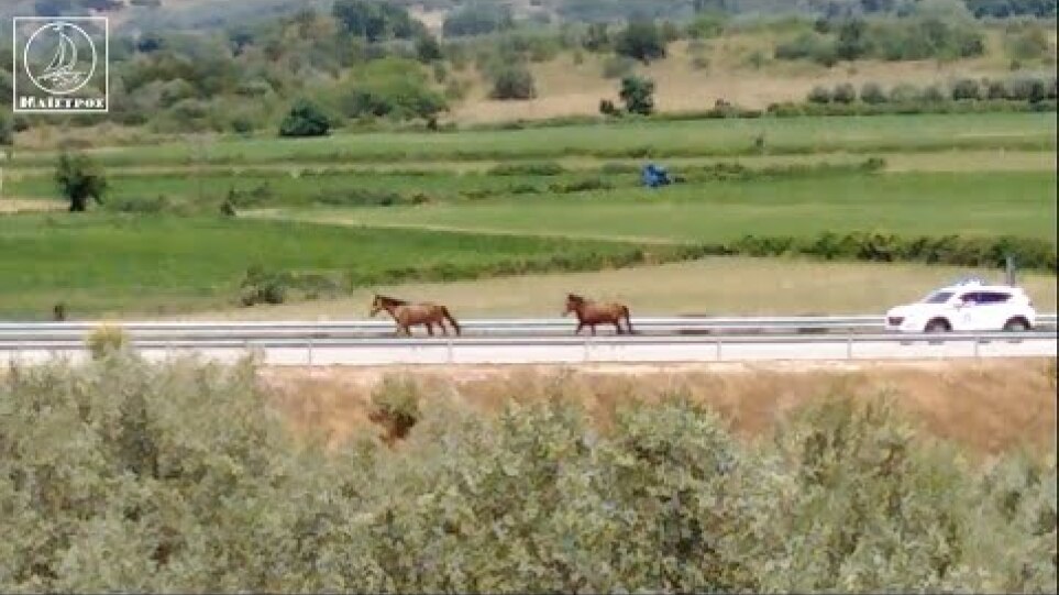 Ασυνήθιστο θέαμα για οδηγούς κοντά στην Αμφιλοχία: Άγρια άλογα κάλπαζαν στην Ιόνια Οδό!