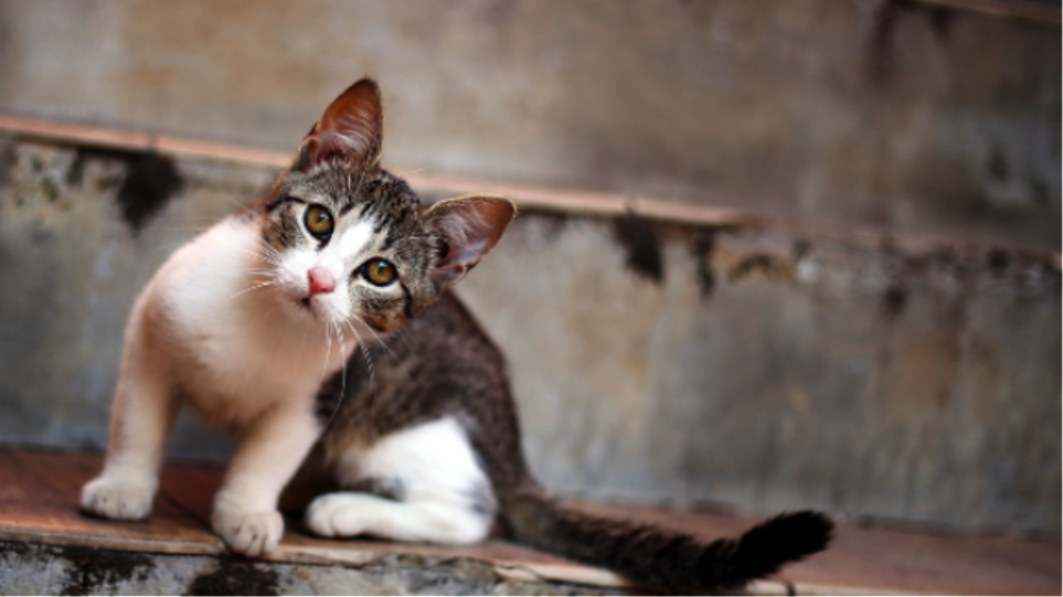 arouraios-image-kitten