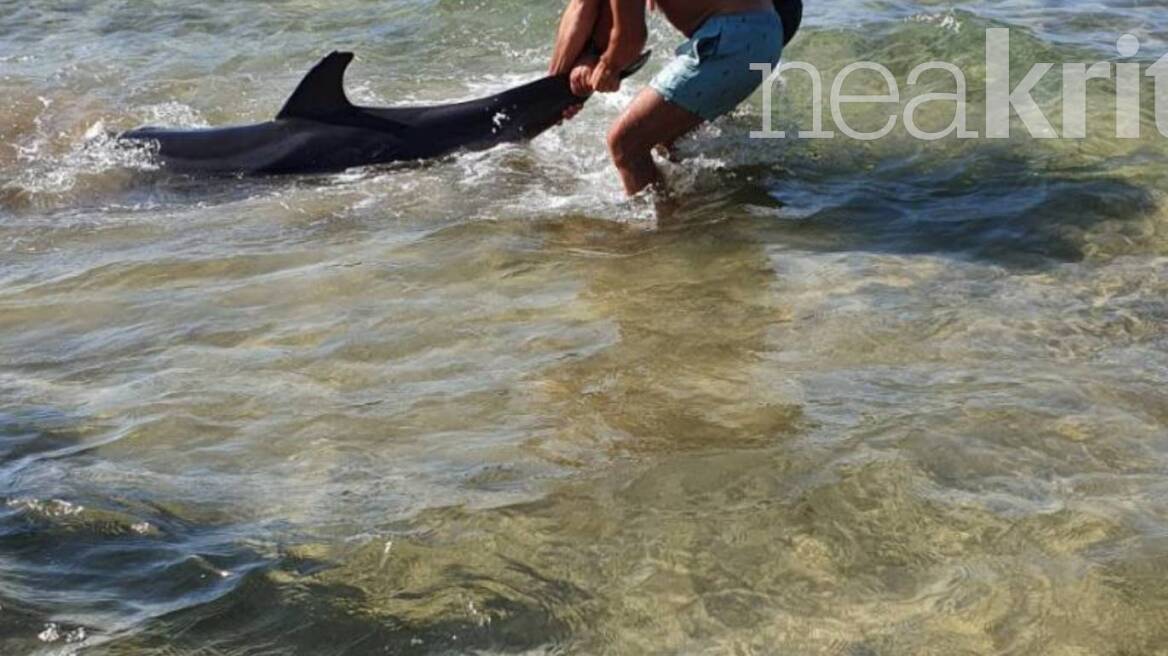 Ηράκλειο: Δελφίνι ξεψύχησε στα χέρια λουόμενων στο Κοκκίνη Χάνι – Δείτε βίντεο