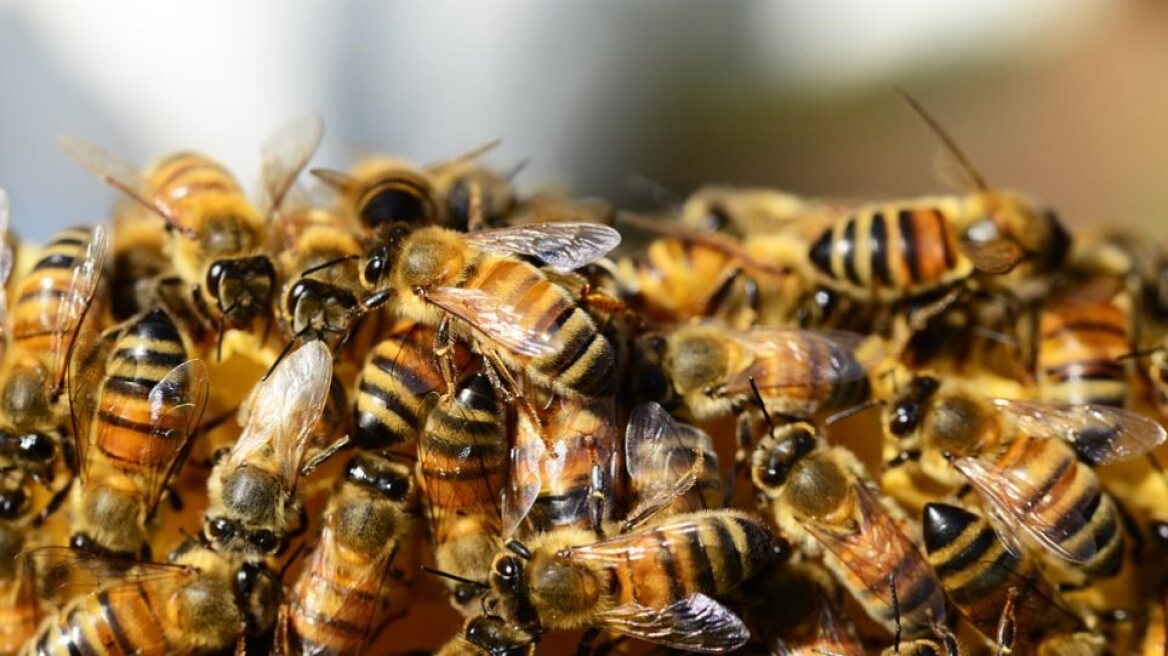 arouraios-image-bees-many