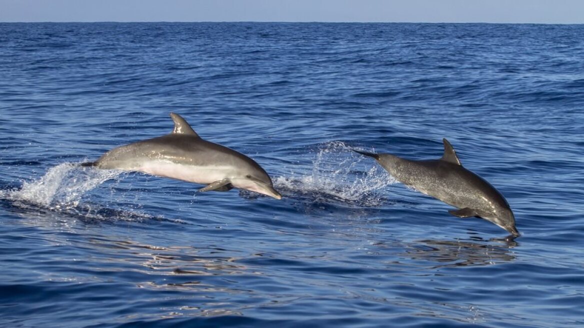 Χαλκιδική: Η στιγμή που δελφίνια «παίζουν» στα νερά – Δείτε βίντεο και φωτογραφίες