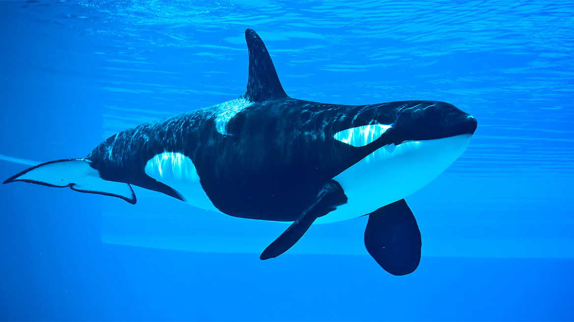 arouraios-image-orca-whale3