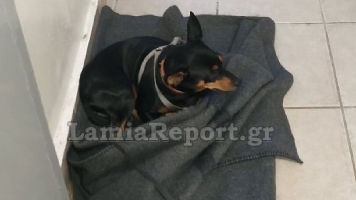 Φθιώτιδα: Σκυλάκι πέρασε τη νύχτα στο… κρατητήριο στη Σπερχειάδα