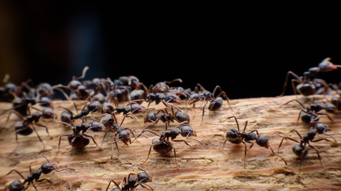arouraios-image-ants