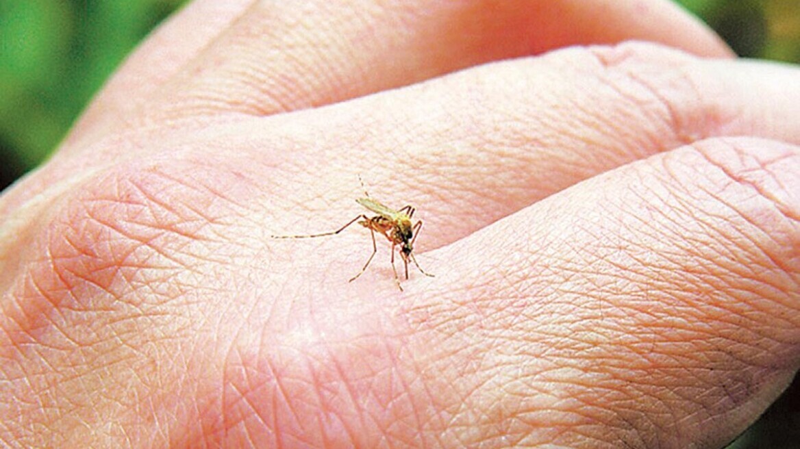 arouraios-image-mosquito_neilos
