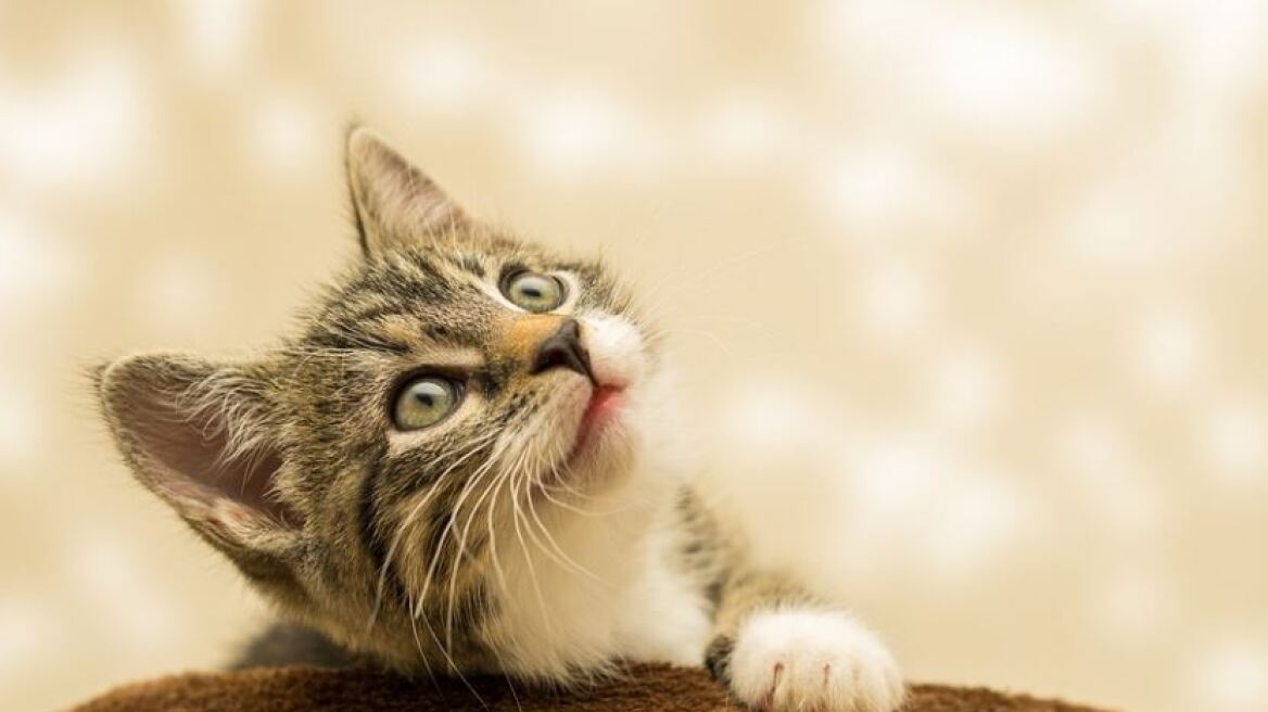 Κτηνωδία στον Άγιο Δημήτριο – Γάτα βρέθηκε απαγχονισμένη με αυτοσχέδια θηλιά
