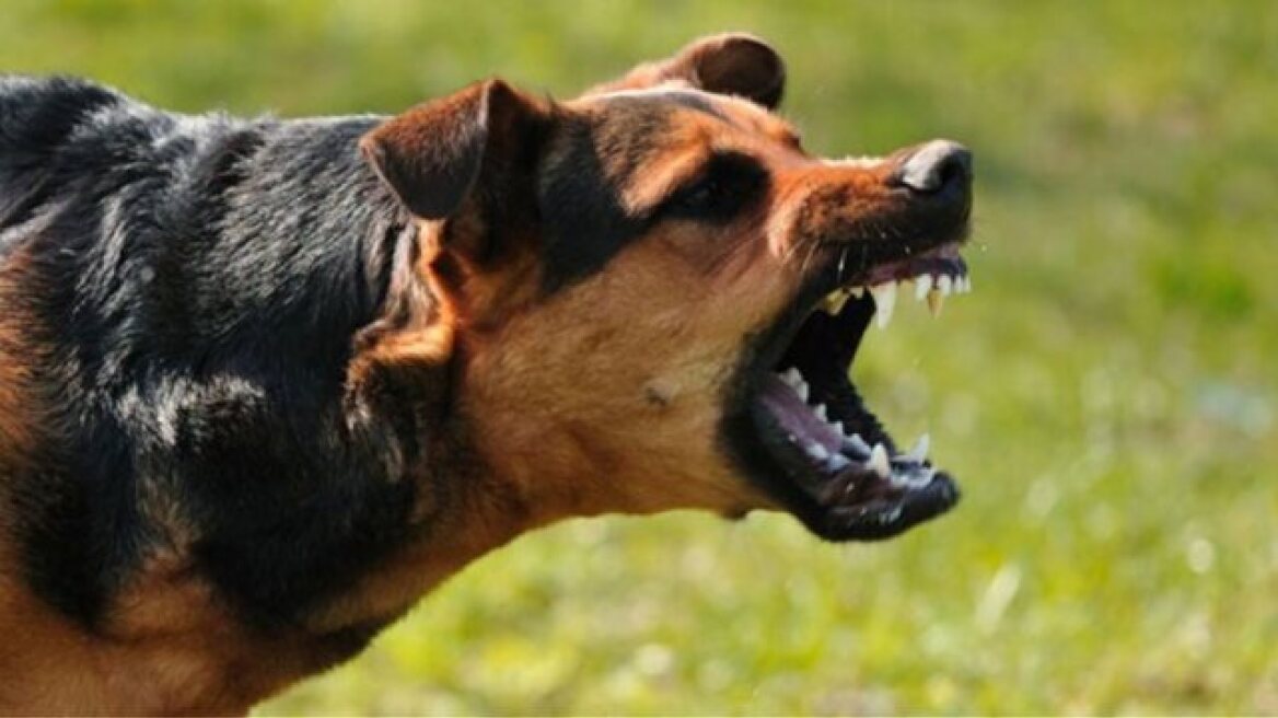 Λαμία: Αδέσποτος σκύλος δάγκωσε αστυνομικό εν ώρα υπηρεσίας