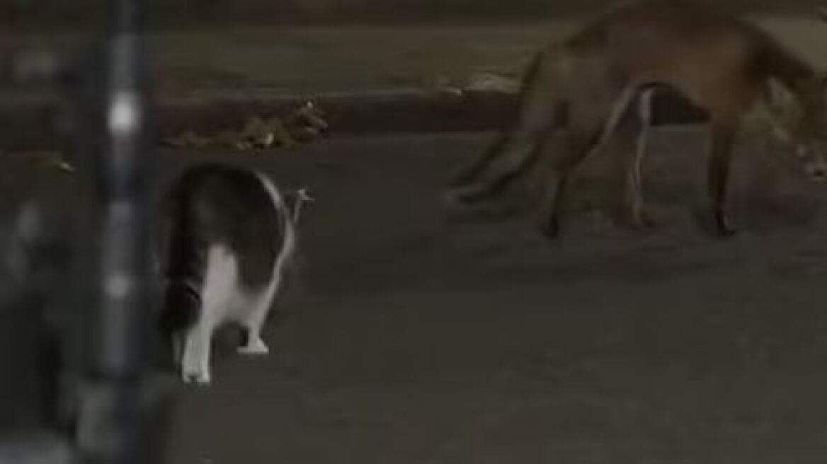 O γάτος της Ντάουνινγκ Στριτ τα βάζει με αλεπού έξω από την πρωθυπουργική κατοικία – Δείτε βίντεο