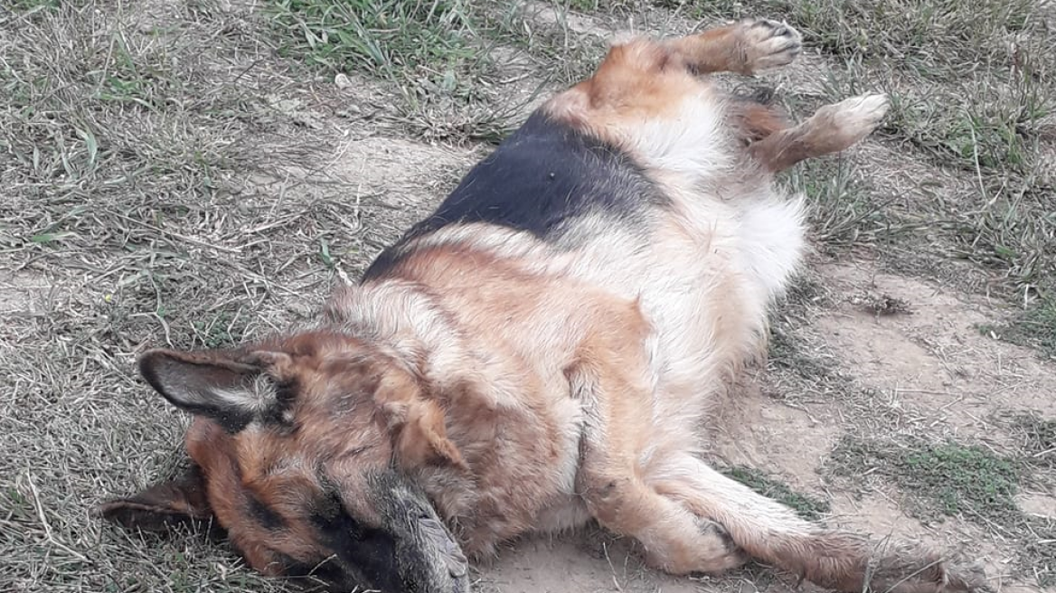 Καρδίτσα: Επικήρυξε με 2.000 ευρώ τους αγνώστους που έριξαν φόλες σε δύο σκυλιά του