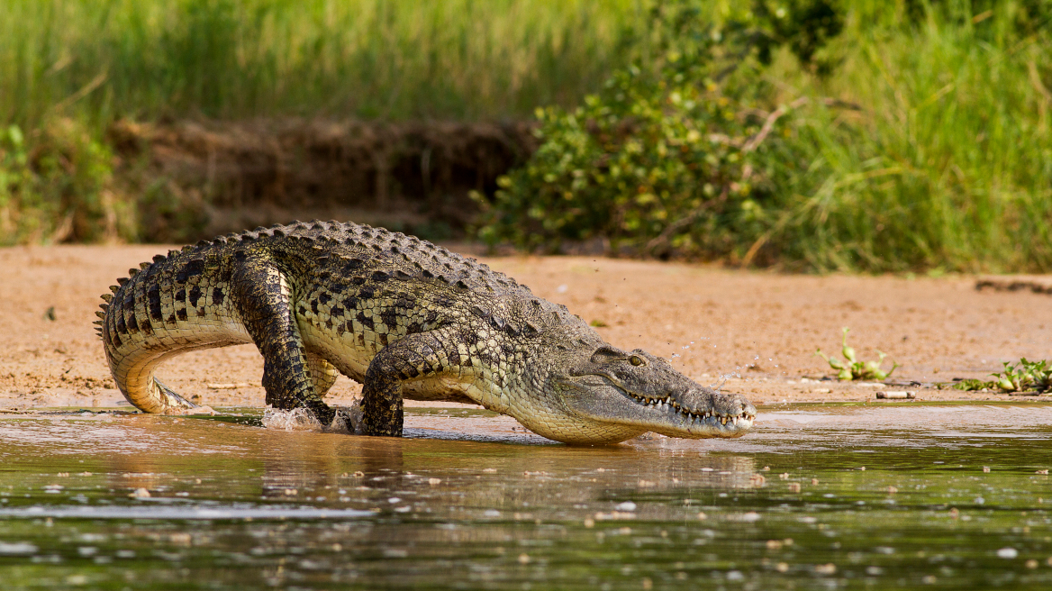 arouraios-image-crocodile