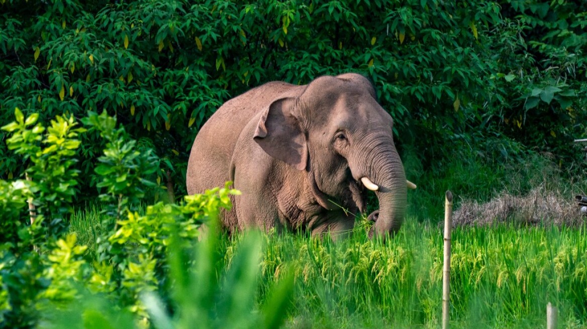 arouraios-image-elefantas