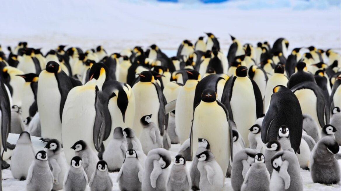 arouraios-image-penguin-emperor-penguin