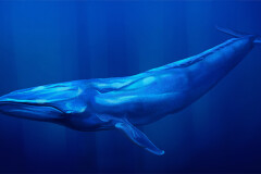 blue_whale.jpg