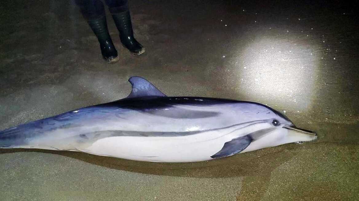 arouraios-image-delfini-nekro-karvali-2