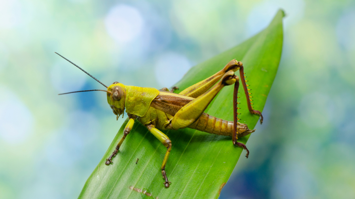 arouraios-image-grasshoper