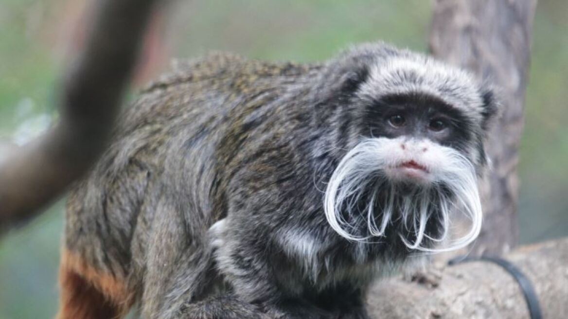 ΗΠΑ: Δύο σπάνιοι πίθηκοι εξαφανίστηκαν από τον ζωολογικό κήπο του Ντάλας
