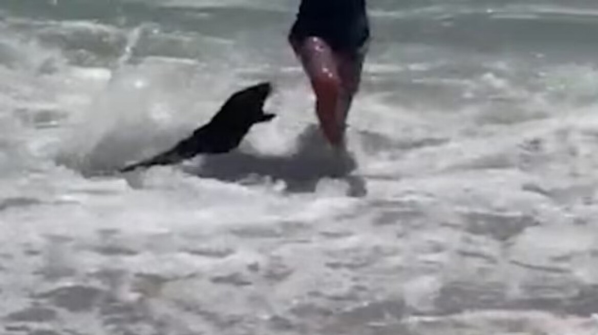 Νότια Αφρική: Στιγμές τρόμου σε παραλία από την επίθεση φώκιας σε παιδί και γυναίκα