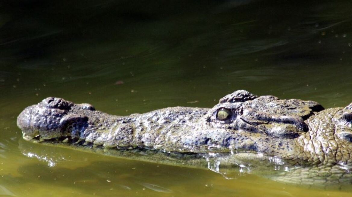 arouraios-image-krokodilos-australia1