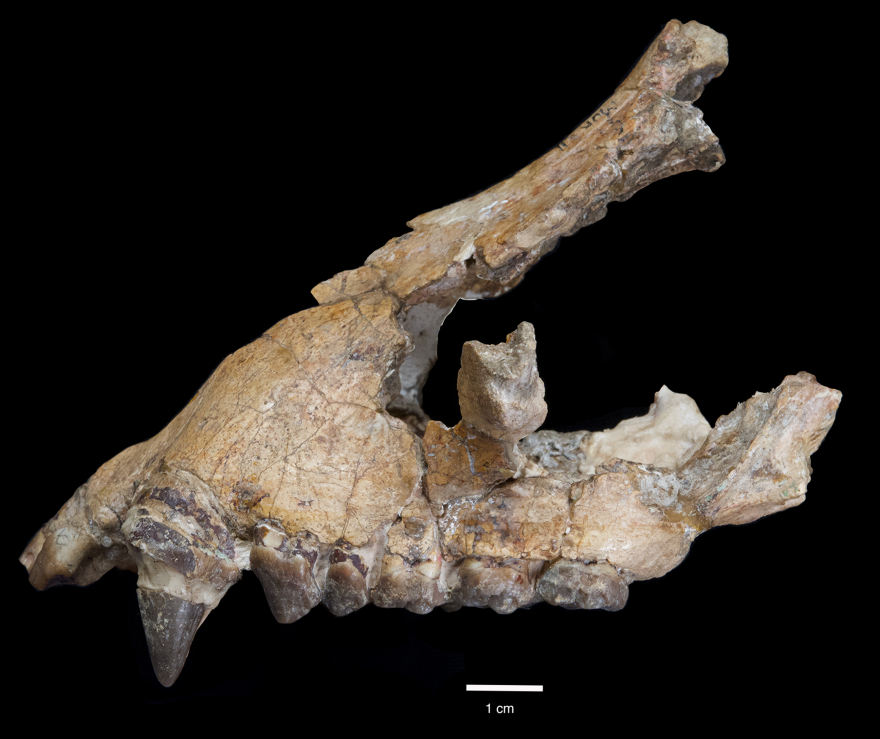 arouraios-image-05_Morotopithecus_upper_jaw