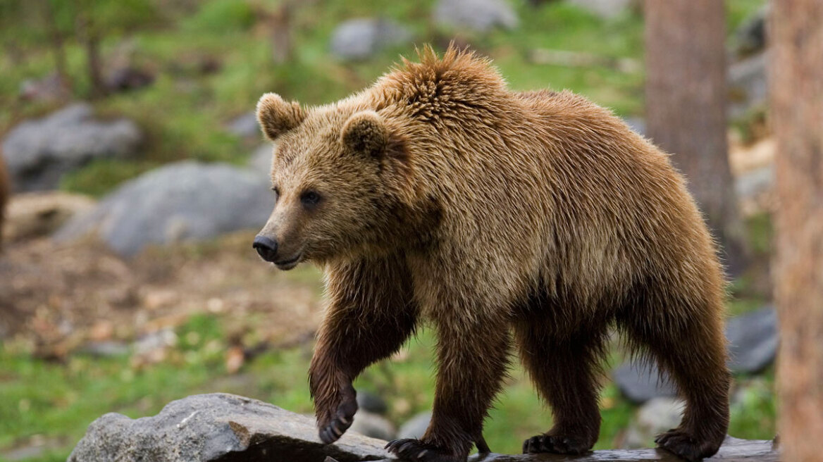 Ιταλία: Μετά τον θάνατο του άνδρα που έκανε τζόκινγκ, «μετακομίζουν» οι αρκούδες του Τρεντίνο