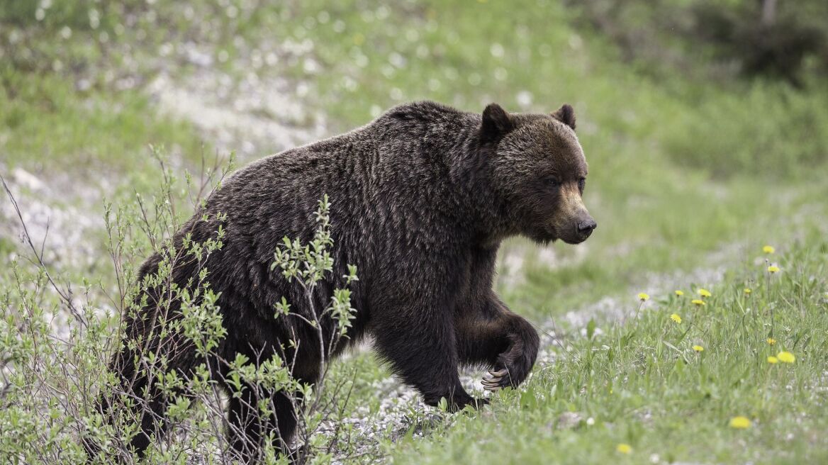 arouraios-image-grizzly-bear-sow-ursus-arctos-horribilis-climbing-royalty-free-image-1680798066