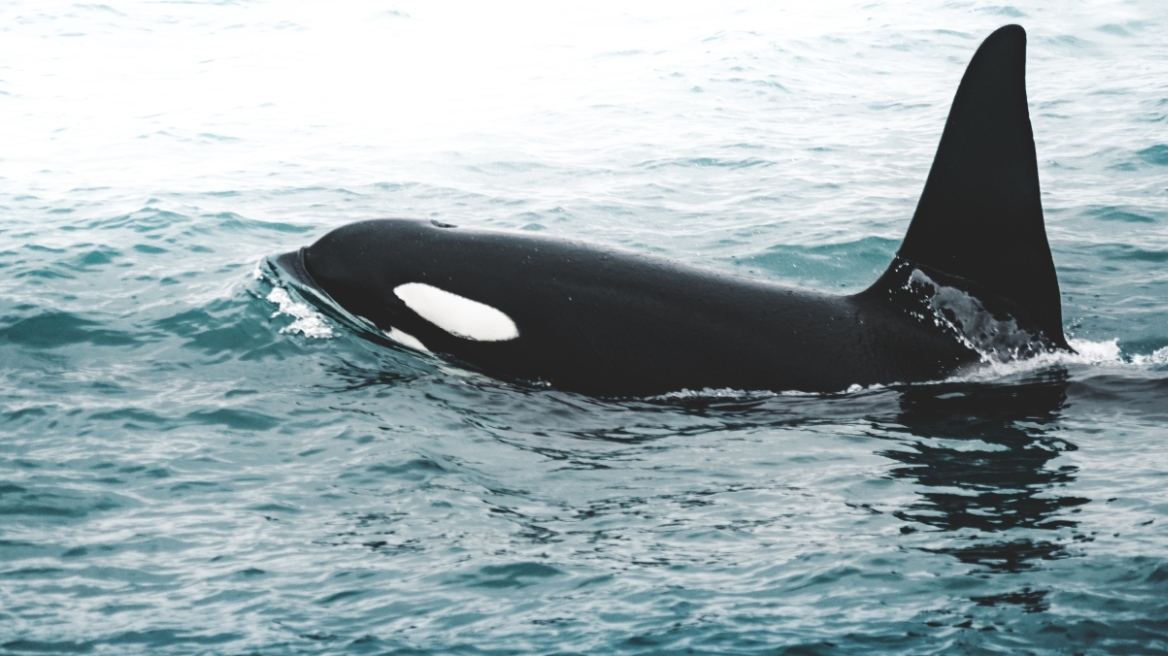 arouraios-image-falena-orka