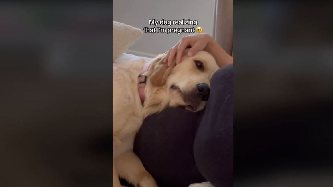 Viral βίντεο: H τρυφερή στιγμή που σκυλίτσα συνειδητοποιεί ότι η ιδιοκτήτριά της είναι έγκυος
