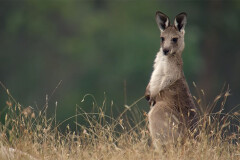 kangaroo-1.jpg
