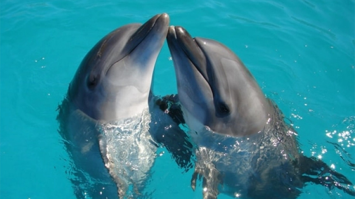 arouraios-image-delfinia_
