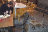 Ναυπακτία: Γνωρίστε την «Κυρά Μάρω» – Η αλεπού που πηγαίνει βόλτα στο καφενείο του χωριού για να… τσιμπήσει κάτι