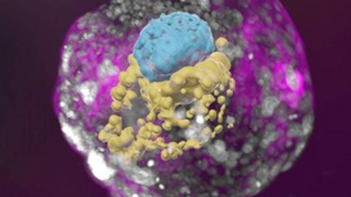 arouraios-image-embryo