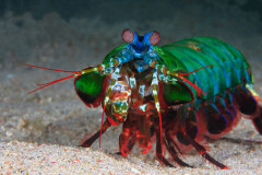 mantis-shrimp.jpg