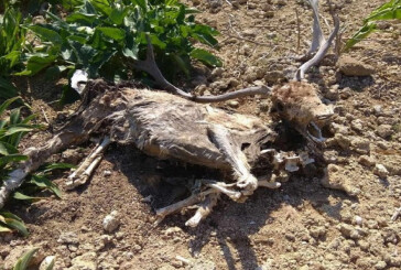 Νεκρά ελάφια στο πάρκο του Ροδινιού στη Ρόδο – Φριχτές εικόνες