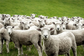 Κτηνοτρόφος προσέλαβε ιδιωτικό ελικόπτερο για να σώσει τα πρόβατά του που εγκλωβίστηκαν σε χαράδρα – «Δεν τα παρατάω, είναι ζώα μου, δεν είναι αριθμοί»