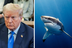 trump-shark.jpg
